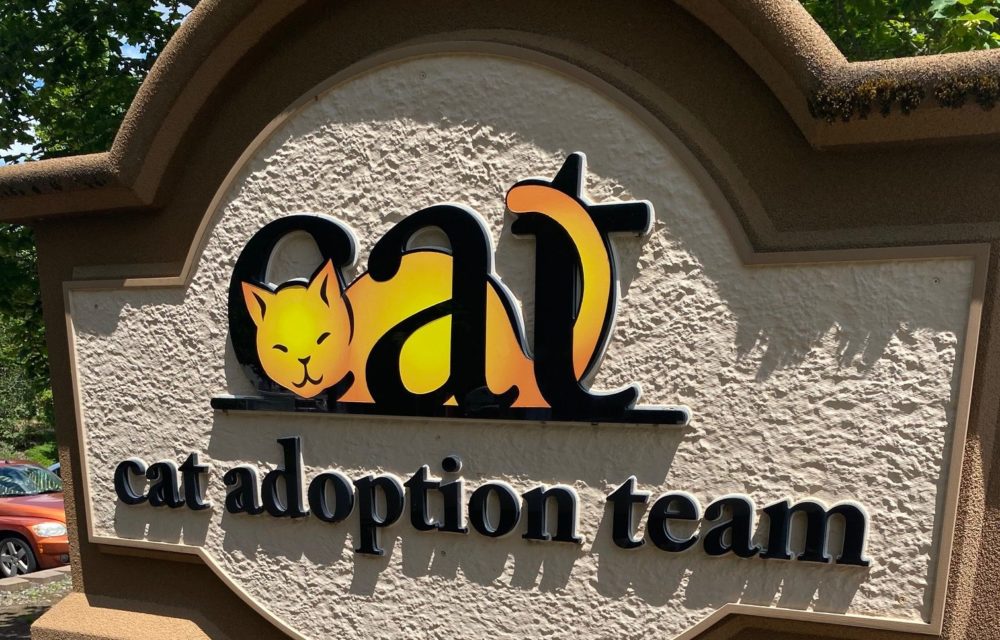 LeadsRx Portland Team Helps Prep for Kitten Palooza LeadsRx Attribution